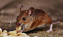 24 Hour & Emergency Exterminators in Semora, NC